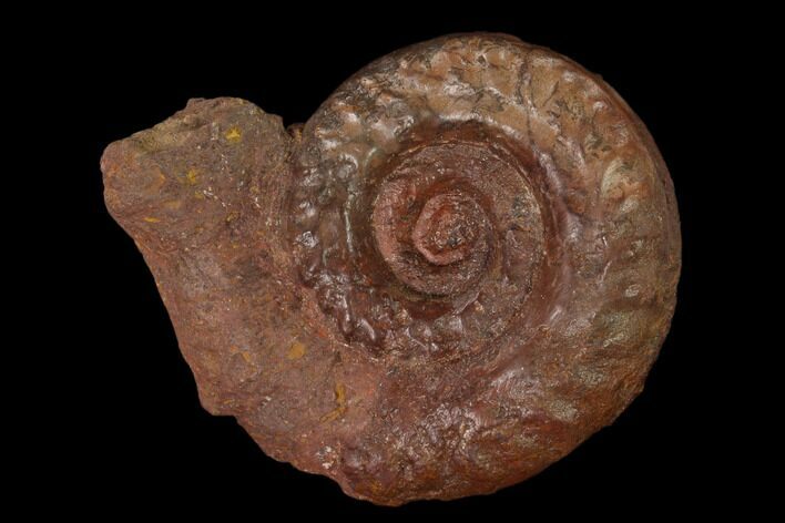 Toarcian Ammonite (Hildoceras) Fossil - France #152747